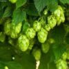 Houblon HOPS (Humulus) - Véritable Houblon De Brassage 2 Houblon HOPS (Humulus) - Véritable Houblon De Brassage -Plantes De Jardin Houblon HOPS Humulus Veritable houblon de brassage copyright 17596 1