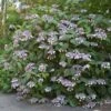 Hortensia - Hydrangea Aspera Bellevue -Plantes De Jardin Hydrangea aspera Bellevue 82657 1