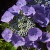 Hortensia - Hydrangea Macrophylla Blaumeise -Plantes De Jardin Hydrangea macrophylla Blaumeise 85453 1 1