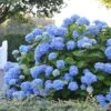 Hortensia - Hydrangea Macrophylla Endless Summer The Original (bleu) -Plantes De Jardin Hydrangea macrophylla Endless Summer The Original bleu 85452 1