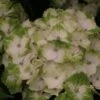 Hortensia - Hydrangea Macrophylla Magical Noblesse -Plantes De Jardin Hydrangea macrophylla Magical Noblesse 81585 1