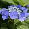 Hortensia Macrophylla Teller Blue -Plantes De Jardin Hydrangea macrophylla Teller Blue copyright 1000532 1