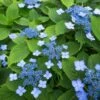 Hortensia Serrata Annie's Blue -Plantes De Jardin Hydrangea serrata Annie s Blue copyright 87391 1