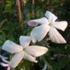 Jasmin D'Espagne - Jasminum Grandiflorum -Plantes De Jardin Jasminum grandiflorum 83640 1