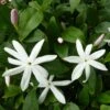 Jasmin Sauvage étoilé - Jasminum Multipartitum -Plantes De Jardin Jasminum multipartitum 83641 1