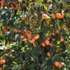 Diospyros Kaki Fuyu - Plaqueminier - Kaki Pomme -Plantes De Jardin KAKI LD 42807 1