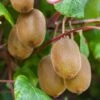 Kiwi Autofertile Boskoop - Actinidia Deliciosa -Plantes De Jardin Kiwi autofertile Boskoop Actinidia deliciosa copyright 1003541 1