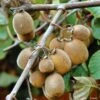 Kiwi Solissimo Bio - Actinidia Deliciosa 2 Kiwi Solissimo Bio - Actinidia Deliciosa -Plantes De Jardin Kiwi autofertile Solissimo IF 16414 1
