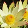 Leucadendron Sundance 2 Leucadendron Sundance -Plantes De Jardin Leucadendron Sundance 83364 1