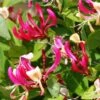 Chèvrefeuille Grimpant - Lonicera Periclymenum Fragrant Cloud® -Plantes De Jardin Lonicera Fragrant Cloud 681453 1