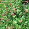 Lonicera (x) Brownii - Chèvrefeuille Grimpant De Brown -Plantes De Jardin Lonicera x brownii 89989 1