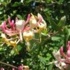 Chèvrefeuille, Lonicera Caprifolium -Plantes De Jardin Lonicera caprifolium 771624 1