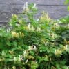 Chèvrefeuille Du Japon Sweet Isabel - Lonicera Japonica -Plantes De Jardin Lonicera japonica Sweet Isabel 87790 1