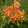 Chèvrefeuille - Lonicera X Heckrotii Firecracker® -Plantes De Jardin Lonicera x heckrotii Firecracker 85668 1
