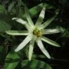 Passiflora Mucronata - Fleur De La Passion 2 Passiflora Mucronata - Fleur De La Passion -Plantes De Jardin Passiflora mucronata 87021 1