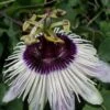 Passiflore Panda - Fleur De La Passion -Plantes De Jardin Passiflore Panda 87022 1