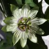 Passiflore - Passiflora White Lightening -Plantes De Jardin Passiflore Passiflora White Lightening copyright 1009201 1
