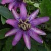 Passiflore Violacea (Amethyst, Amethystina) -Plantes De Jardin Passiflore Violacea Amethyst amethystina 83656 1