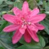 Passiflore Insignis Pink Passion - Fleur De La Passion 1 Passiflore Insignis Pink Passion - Fleur De La Passion -Plantes De Jardin Passiflore insignis Pink Passion 681331 1