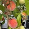 Pêcher Nain Fruit Me Peach Me Red -Plantes De Jardin Pecher nain Fruit me Peach me Red IF 16269 1