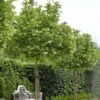 Platanus Acerifolia Alphen's Globe - Platane Boule 2 Platanus Acerifolia Alphen's Globe - Platane Boule -Plantes De Jardin Platanus acerifolia Alphen s Globe 87309 1