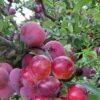 Pluot Pink Candy - Prunus Pluot -Plantes De Jardin PluotPink Candy 78217 1