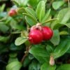 Canneberge - Cranberry - Vaccinium Macrocarpon -Plantes De Jardin Vaccinium macrocarpon 78409 1
