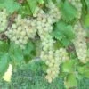 Vigne Chasselas Doré -Plantes De Jardin Vigne Chasselas doree 42860 1