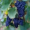 Vigne Boskoop Glory 2 Vigne Boskoop Glory -Plantes De Jardin Vigne vin rouge vitis boskoop glory ld 771562 1