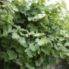 Vigne D'ornement - Vitis Vinifera Incana -Plantes De Jardin Vitis vinifera Incana 84456 1