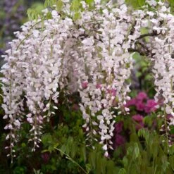 Glycine Japonaise - Wisteria Floribunda Lipstick