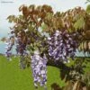 Glycine De Chine Blue Line - Wisteria Sinensis 2 Glycine De Chine Blue Line - Wisteria Sinensis -Plantes De Jardin Wisteria sinensis Blue line IF 17373 1