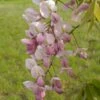 Wisteria Venusta Rosea - Glycine Du Japon -Plantes De Jardin Wisteria venusta Rosea 82452 1