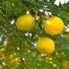 Yuzu - Citrus Junos 2 Yuzu - Citrus Junos -Plantes De Jardin Yuzu Citrus junos 83268 1
