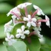 Abelia Mosanensis Monia - Abélia Parfumé -Plantes De Jardin abelia mosanensis monia 83903 3