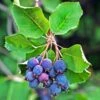 Amelanchier Alnifolia Saskatoon Berry -Plantes De Jardin amelanchier alnifolia saskatoon berry 85479 1