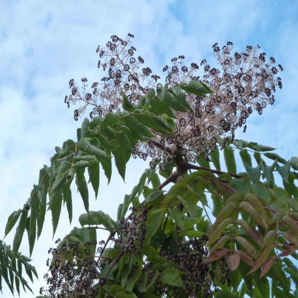 Aralia Elata - Angélique En Arbre Du Japon 3 Aralia Elata - Angélique En Arbre Du Japon