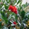 Arbutus Unedo - Arbousier -Plantes De Jardin arbutus unedo 781557 5