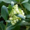 Arbutus Unedo Compacta - Arbousier -Plantes De Jardin arbutus unedo compacta 83240 3