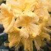 Azalée De Chine Anneke - Rhododendron Hybride -Plantes De Jardin azalee anneke 80448 1
