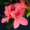Azalée Japonaise Tamanini - Rhododendron Hybride -Plantes De Jardin azalee japonaise tamanini 85724 1