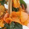 Bougainvillier Spectabilis Orange -Plantes De Jardin bougainvillee spectabilis orange 87007 3