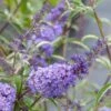 Buddleia Davidii Nanho Blue - Arbre Aux Papillons Nain -Plantes De Jardin buddleia davidii nanho blue 80060 2