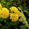 Buddleia Weyeriana Sungold - Arbre Aux Papillons -Plantes De Jardin buddleia wayeriana sungold 9603 1 1