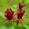 Calycanthus Floridus - Arbre Aux Anémones -Plantes De Jardin calycanthus floridus 9656 4