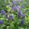 Céanothe Henri Desfossé - Lilas De Californie -Plantes De Jardin ceanothus henri defosse 80017 1