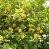 Citronnier Des 4 Saisons - Citrus Limon 2 Citronnier Des 4 Saisons - Citrus Limon -Plantes De Jardin citronnier 4 saisons1