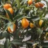Citrus Kucle - Kumquatine -Plantes De Jardin citrus kucle 87029 2