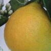 Citronnier - Citrus Limon Adamo -Plantes De Jardin citrus limon adamo 87036 1