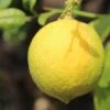 Citronnier - Citrus Limon Cerza 1 Citronnier - Citrus Limon Cerza -Plantes De Jardin citrus limon cerza